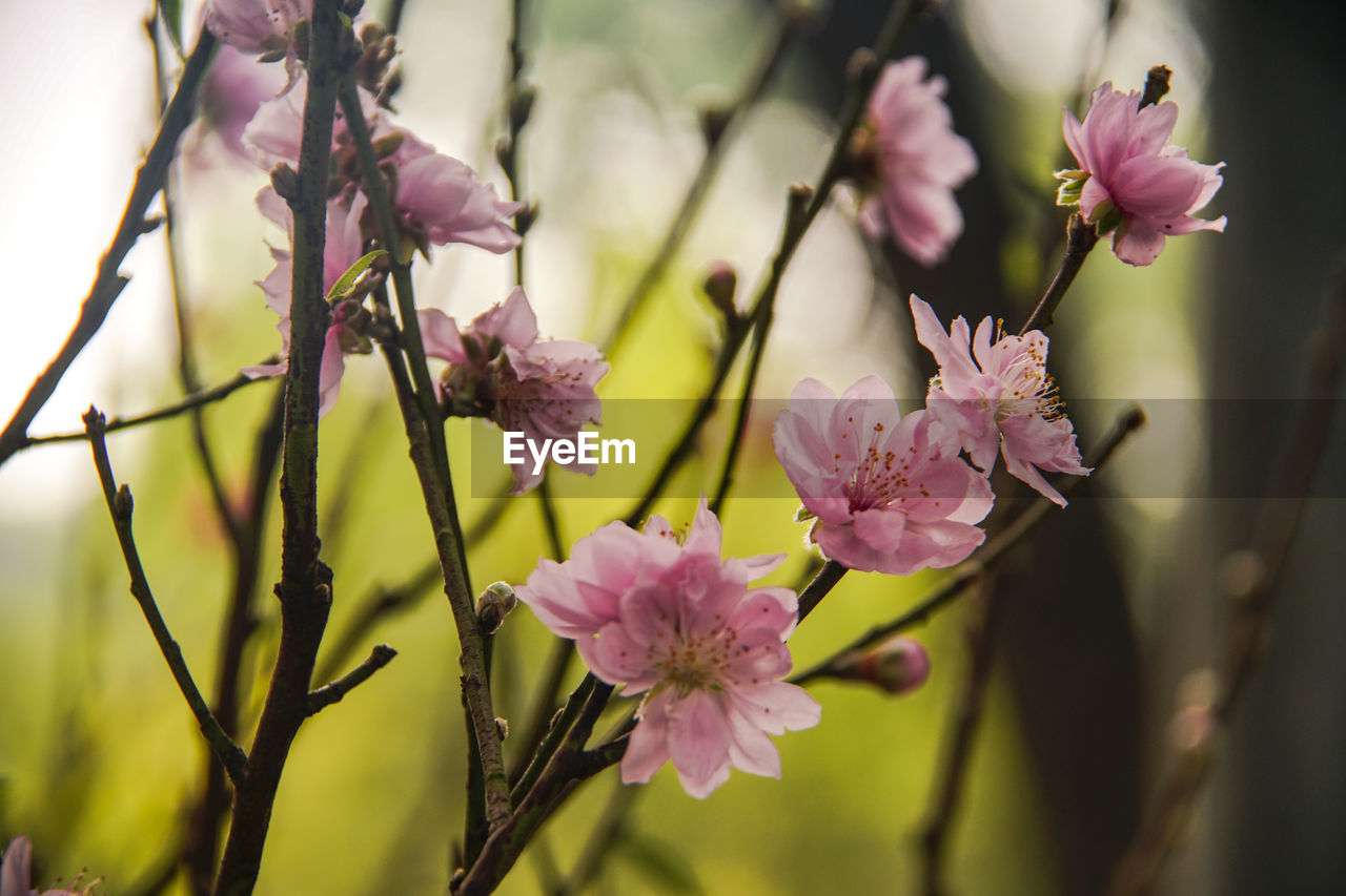 CLOSE-UP OF PURPLE FLOWERING PLANT