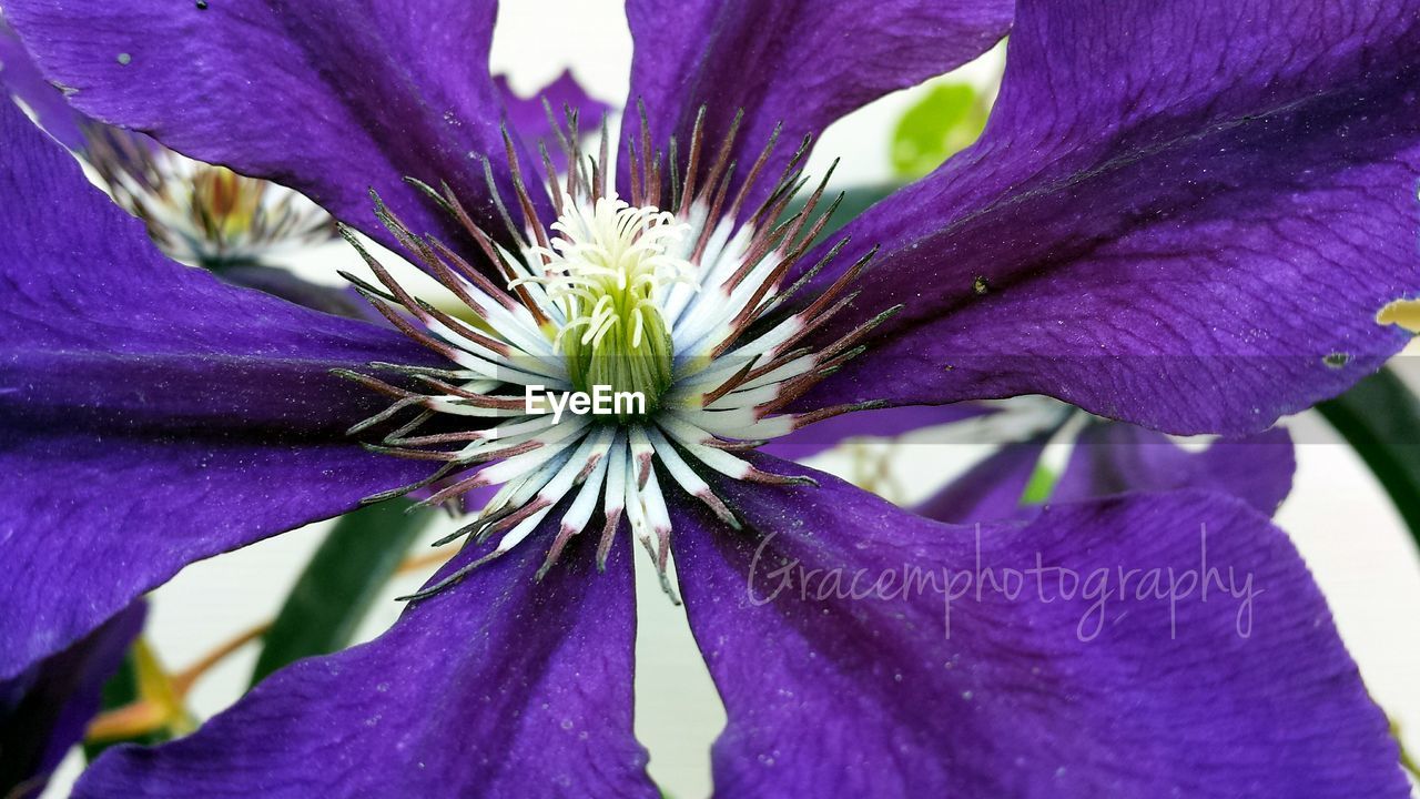 CLOSE-UP OF PURPLE WATER LILY BLOOMING OUTDOORS