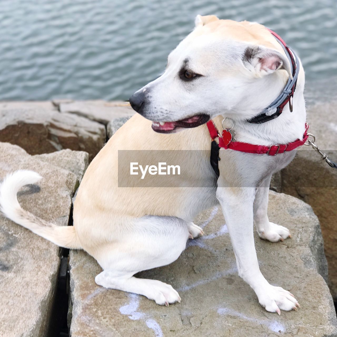 CLOSE-UP OF DOG BY WATER