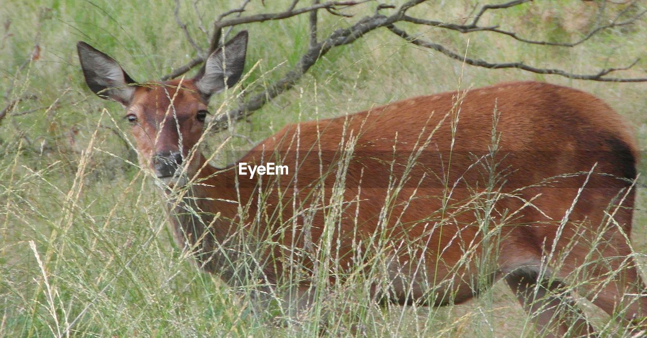 Deer standing in grassy field