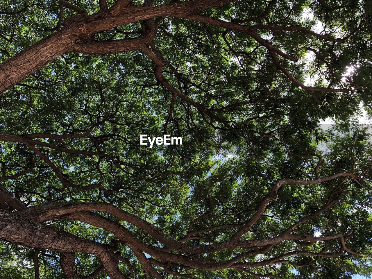 LOW ANGLE VIEW OF TREE IN FOREST AGAINST SKY