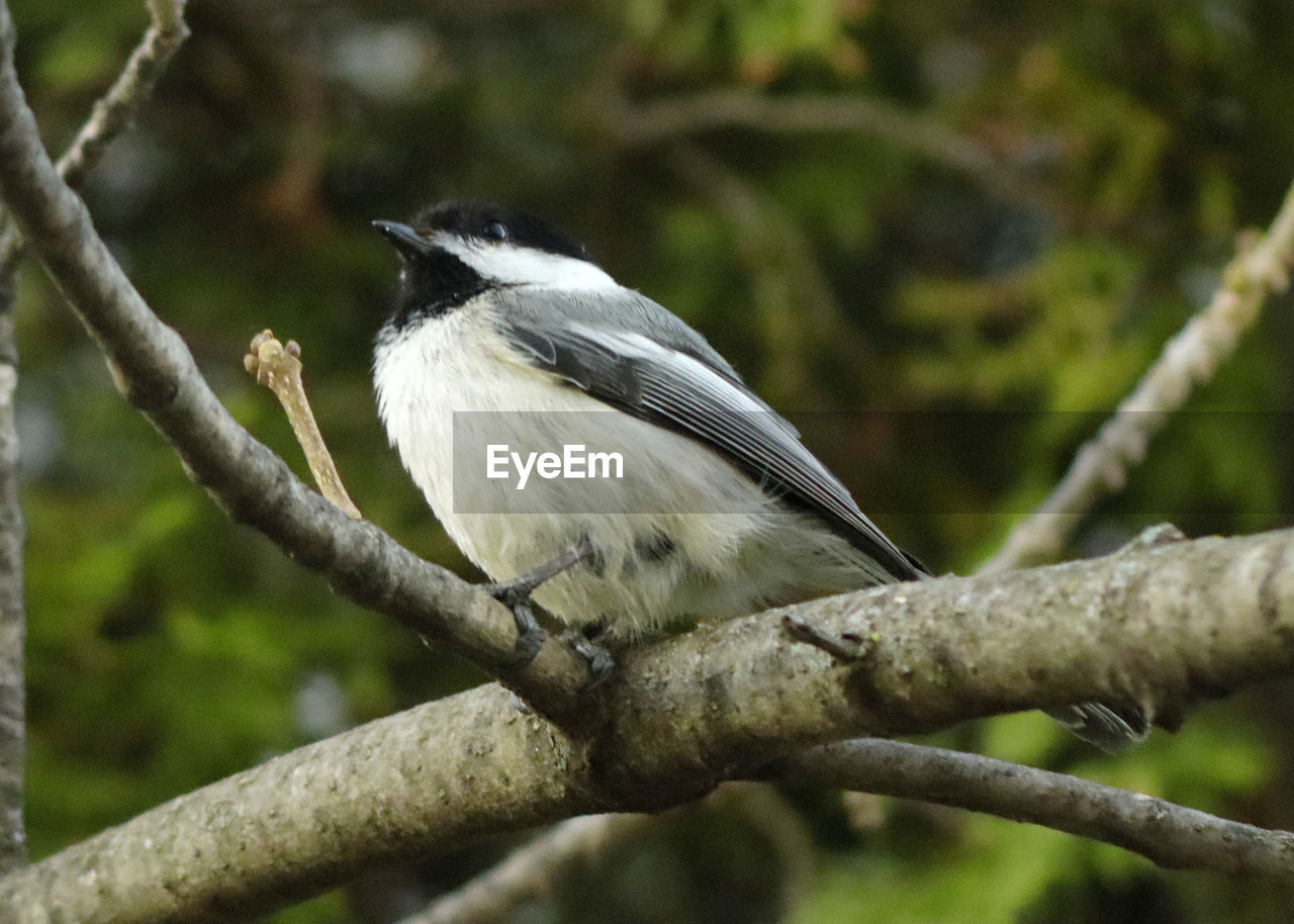 BIRD PERCHING ON A BRANCH