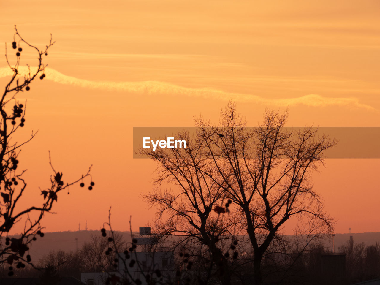 SILHOUETTE BARE TREE AGAINST ORANGE SKY