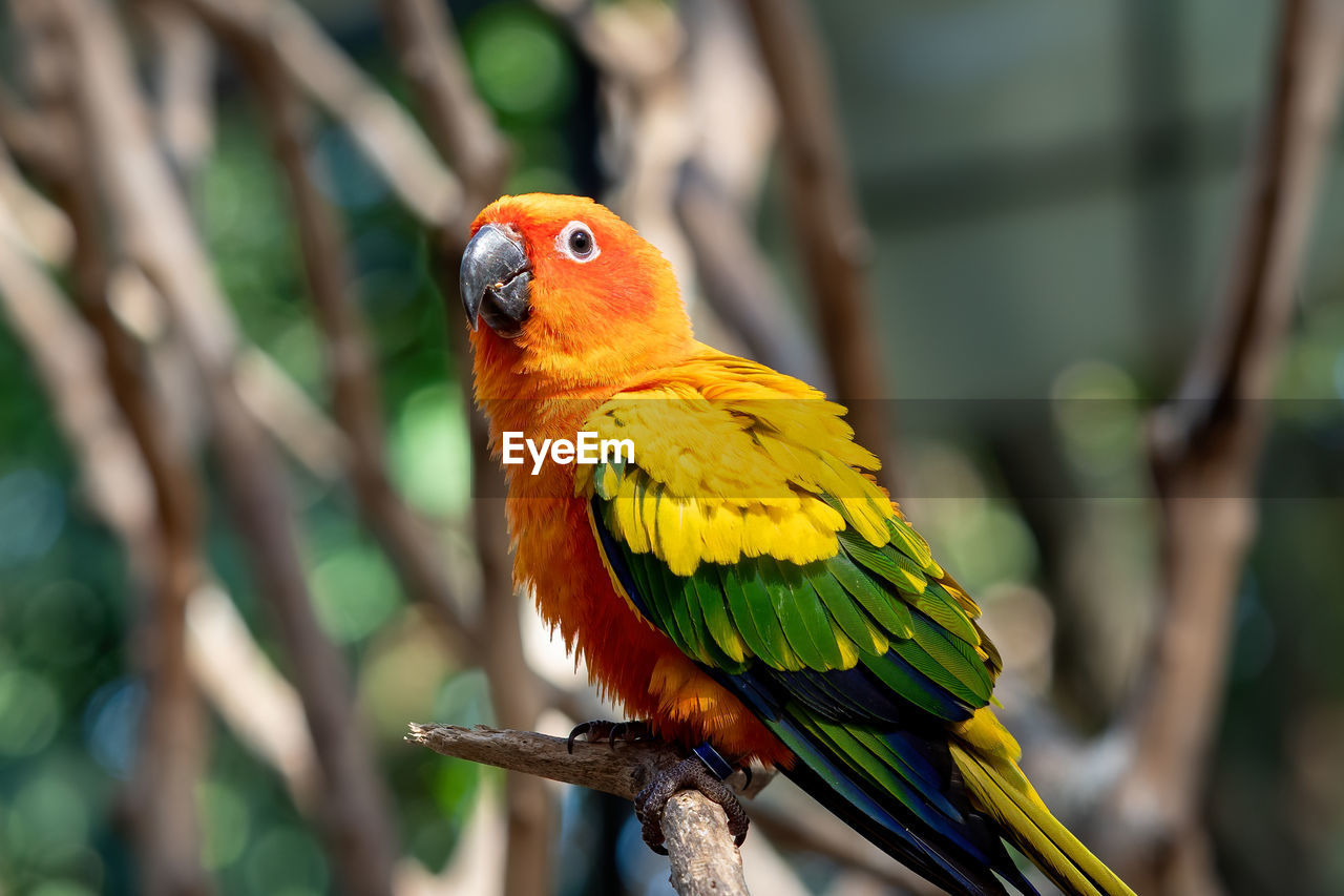 CLOSE-UP OF A PARROT PERCHING ON BRANCH