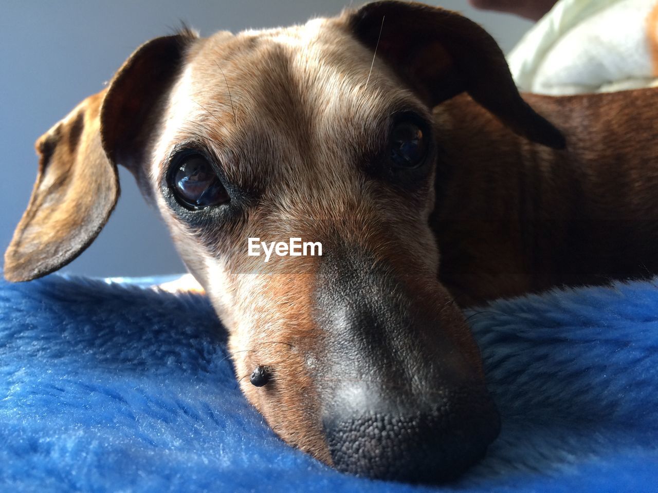 Close-up portrait of dog resting on bed