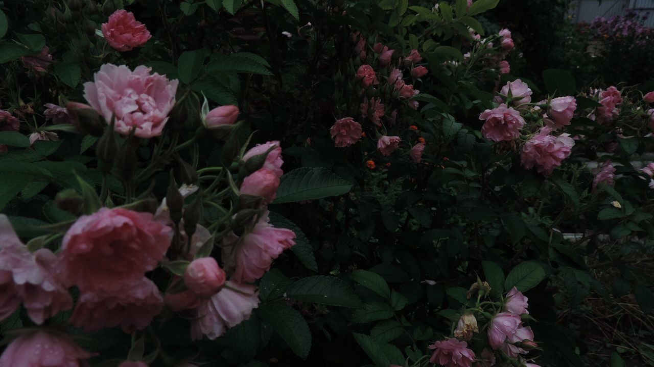 CLOSE-UP OF PINK ROSE IN PARK