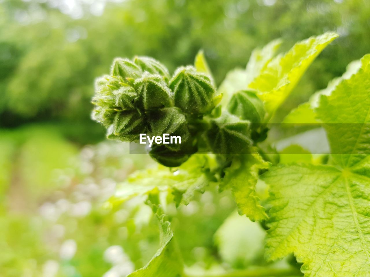 CLOSE-UP OF FRESH GREEN PLANT IN SUNLIGHT