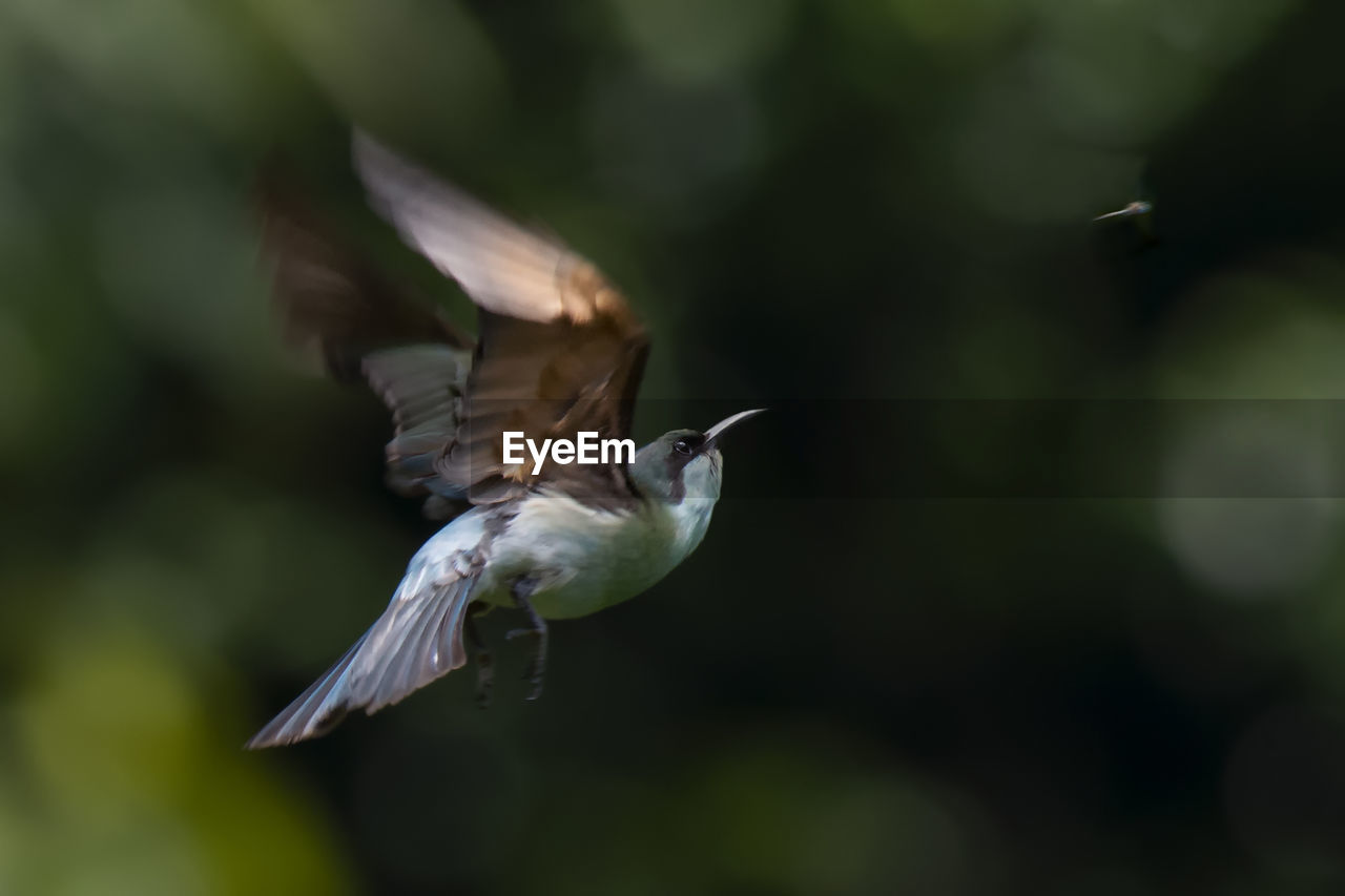 CLOSE-UP OF HUMMINGBIRD FLYING