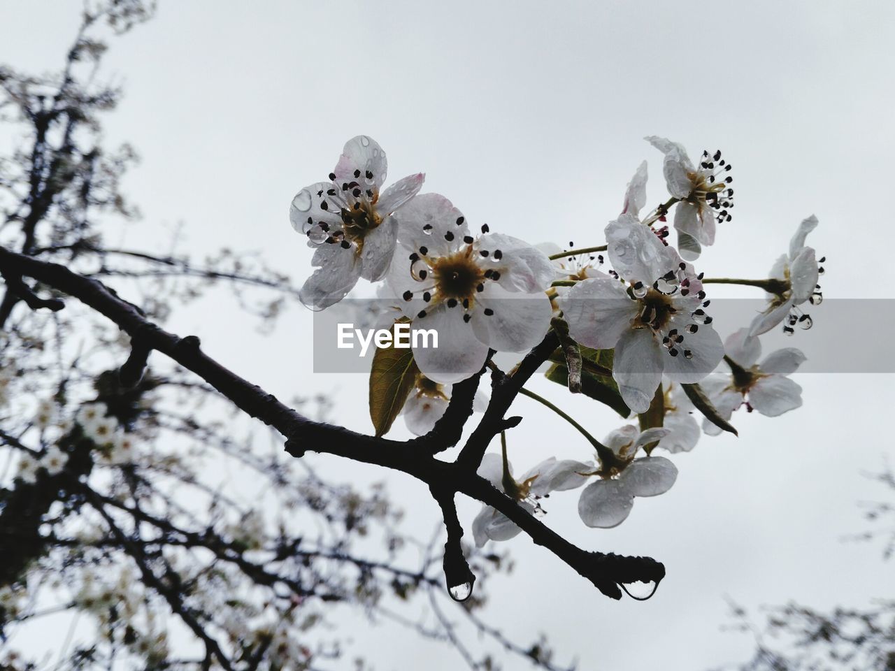 Low angle view of cherry blossom tree