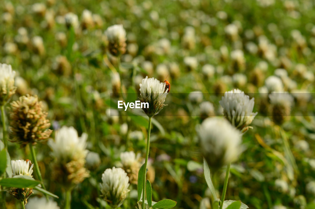 Close-up of white flowering plants on field