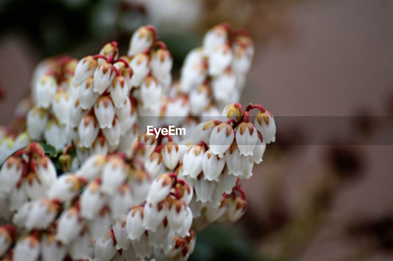 Close-up of white flowers on tree