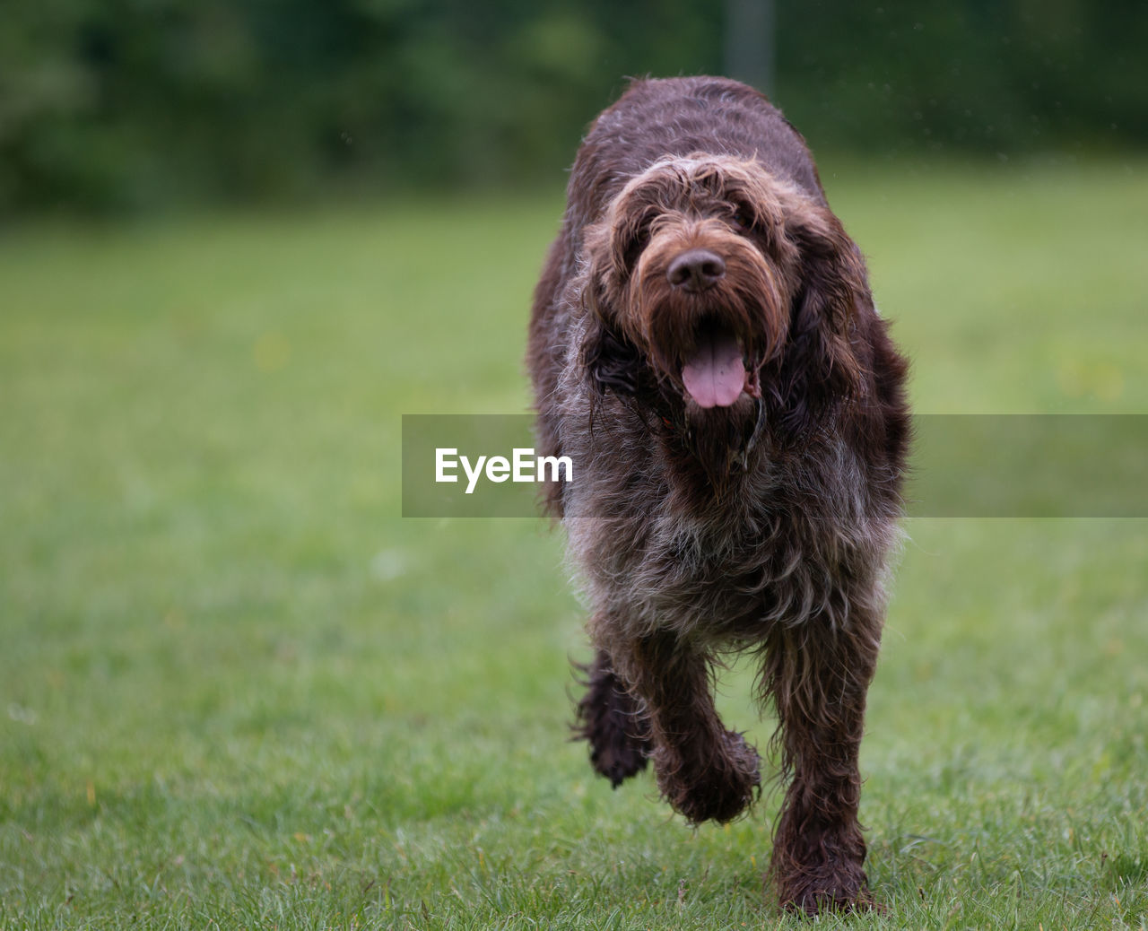 PORTRAIT OF DOG ON GRASS