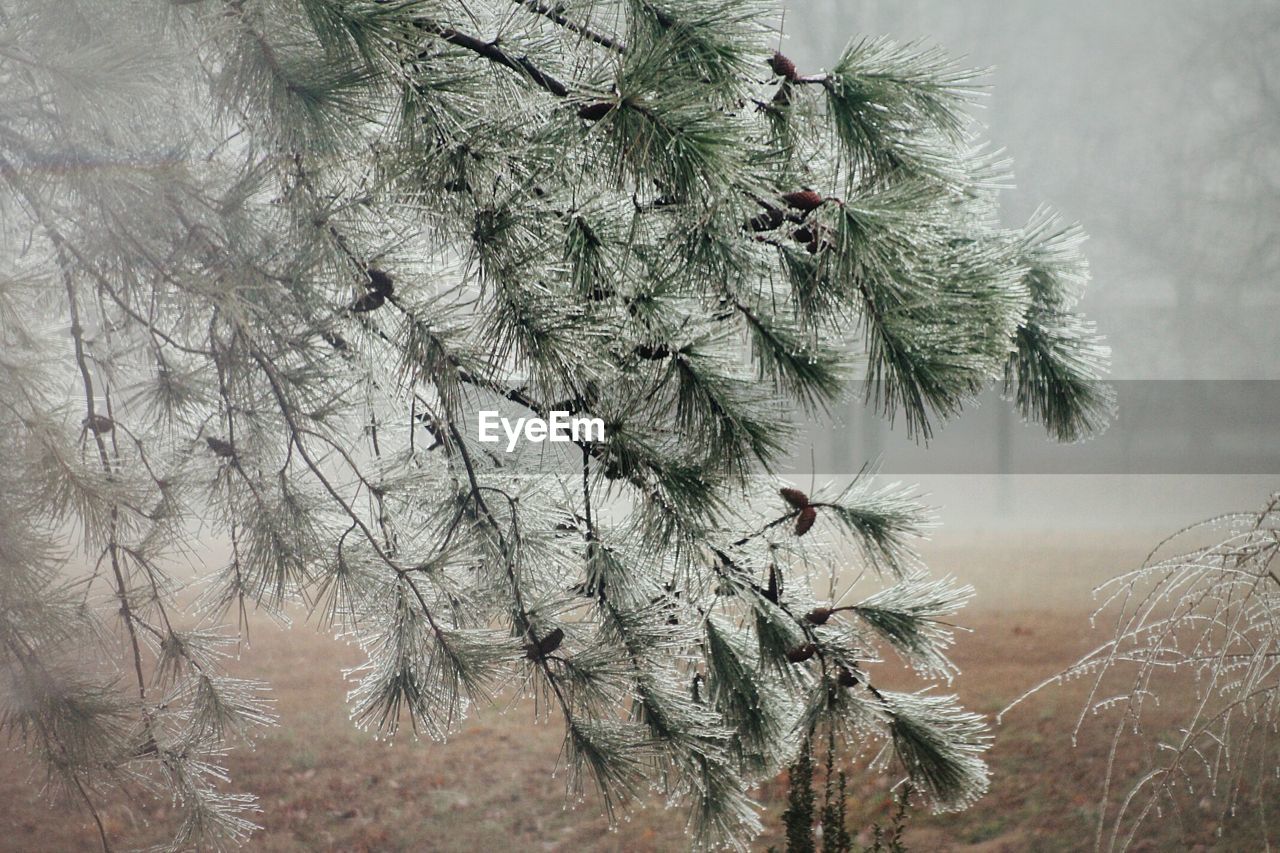 Pine cones on branch in misty morning