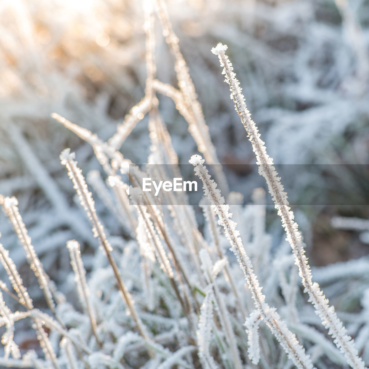 CLOSE-UP OF FROZEN PLANTS ON FIELD