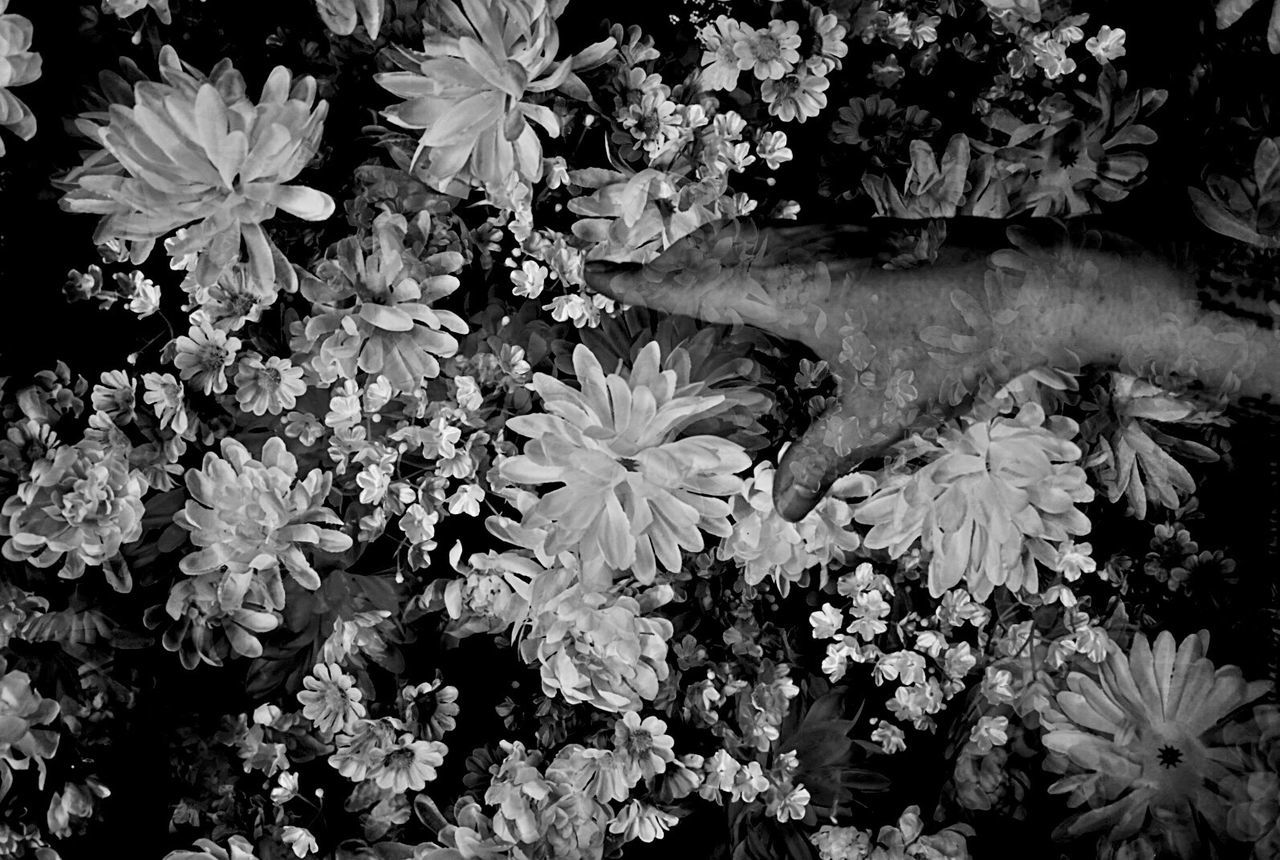 Close-up of flowers