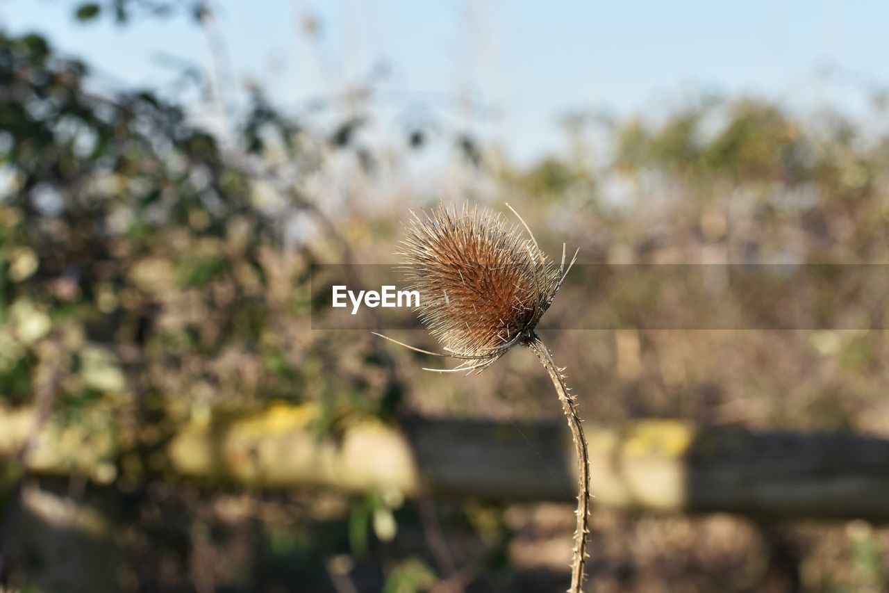 Close-up of dried plant