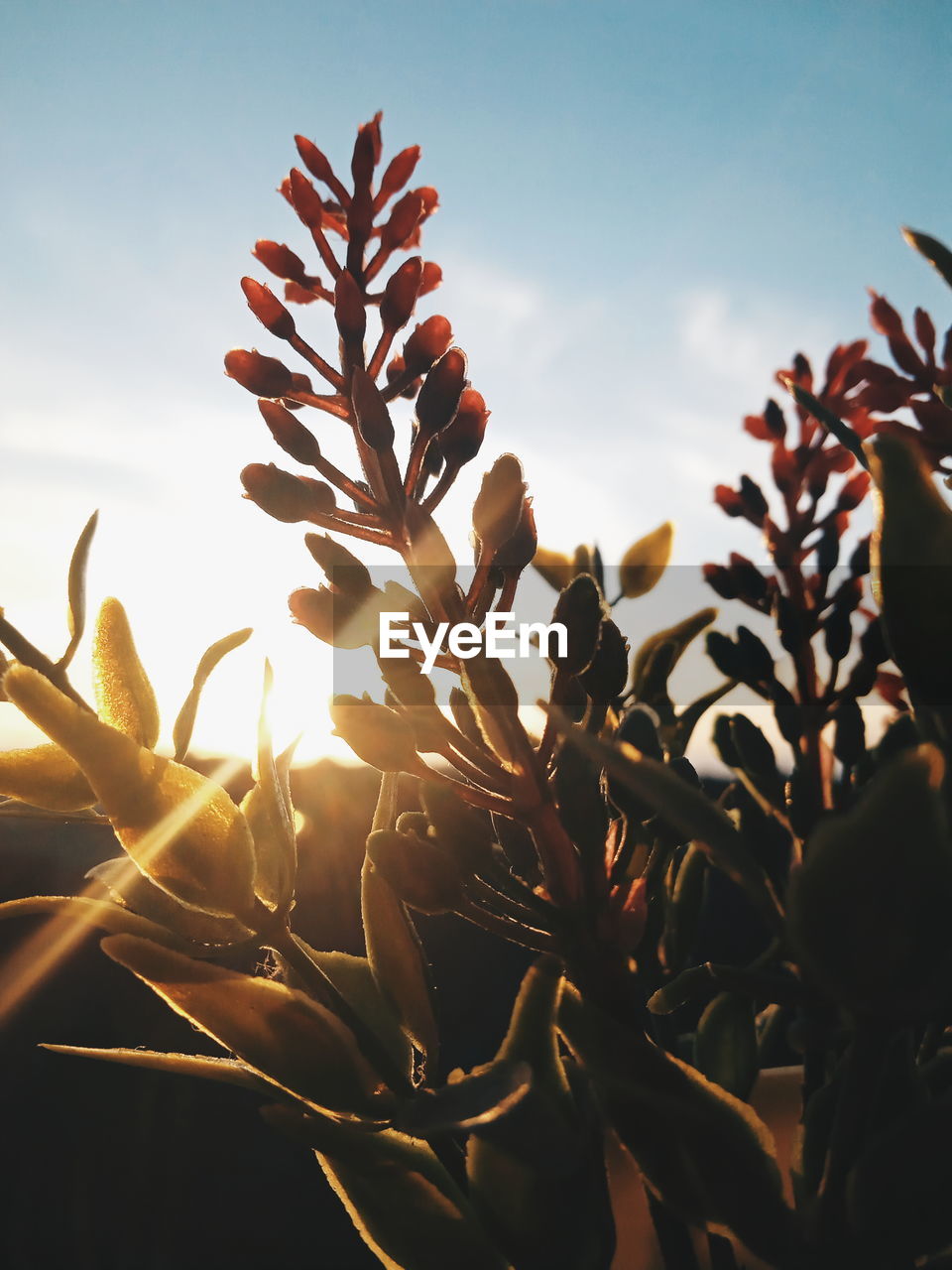 CLOSE-UP OF PLANTS AGAINST SKY