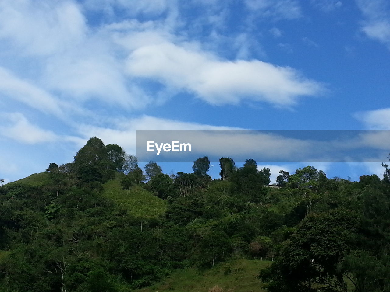 SCENIC VIEW OF FOREST AGAINST CLOUDY SKY