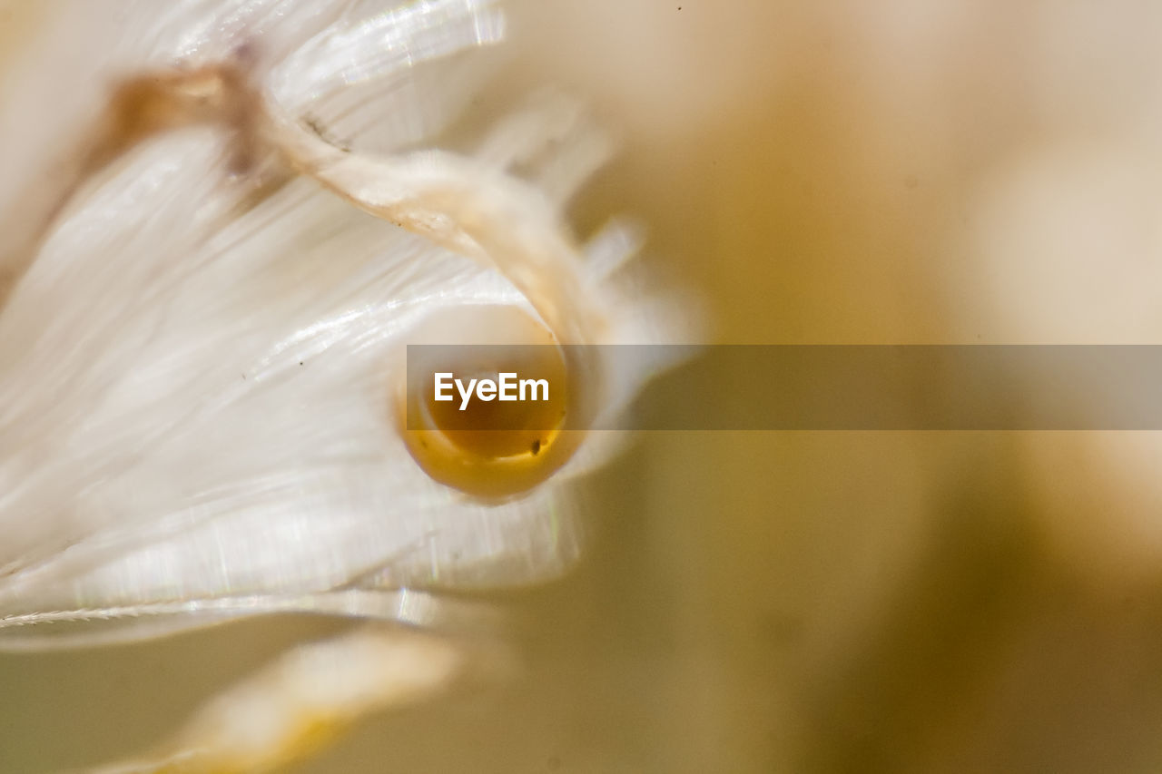 CLOSE-UP OF YELLOW FLOWER