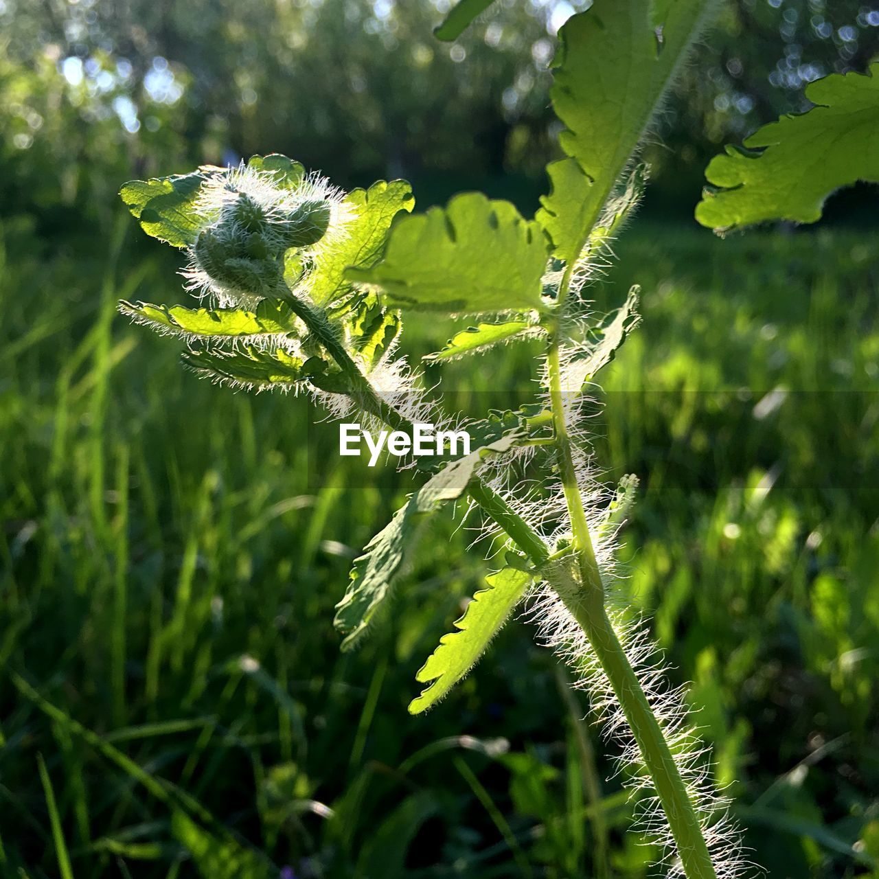 CLOSE-UP OF FRESH GREEN PLANT ON LAND