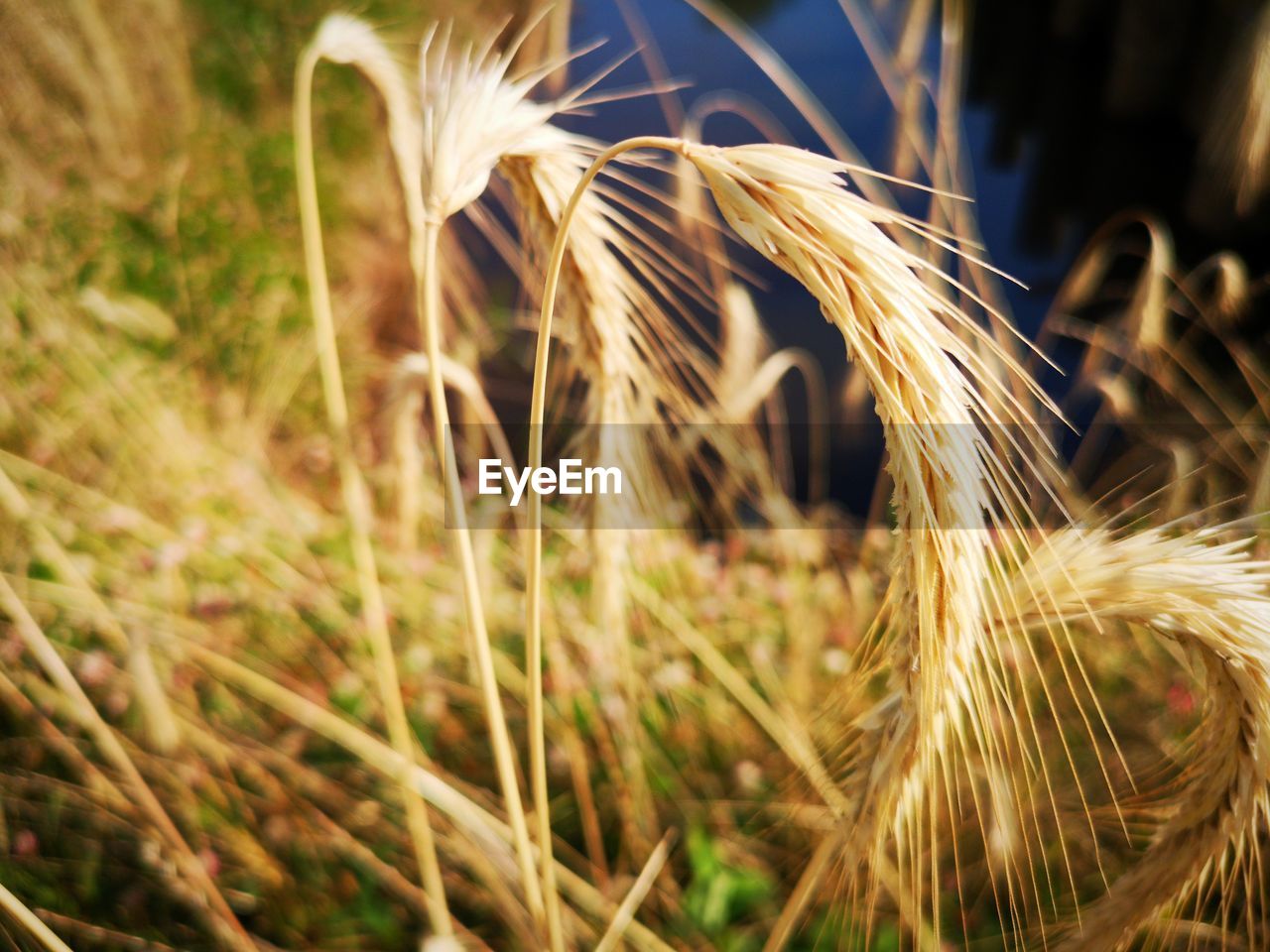 Close-up of stalks in field