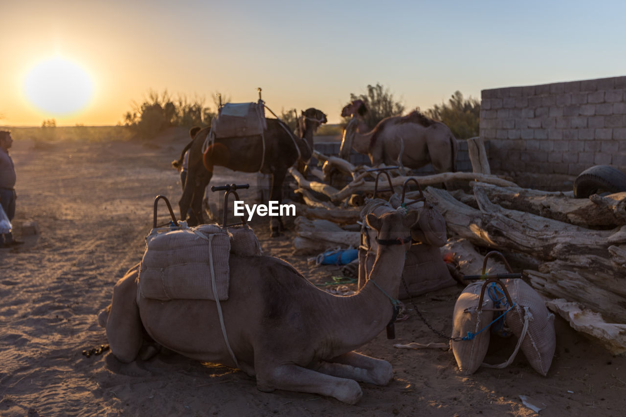 Camels by logs against sky during sunset