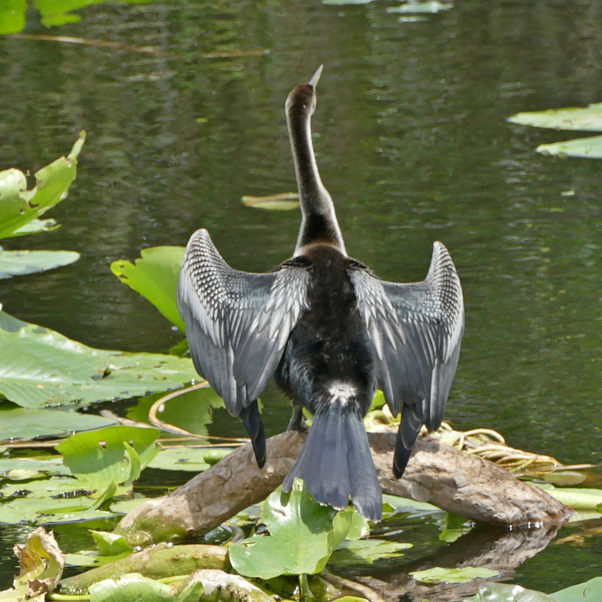 DUCK ON LAKE