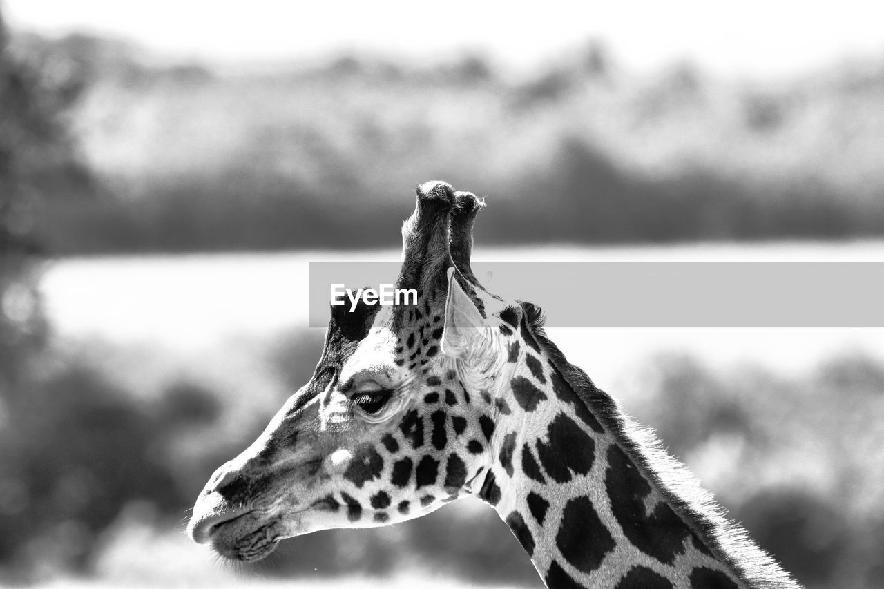giraffe, black and white, animal, animal themes, mammal, animal wildlife, one animal, monochrome photography, monochrome, wildlife, animal body part, sky, no people, safari, focus on foreground, close-up, nature, animal markings, animal head, day, outdoors, black, domestic animals, animal neck, spotted