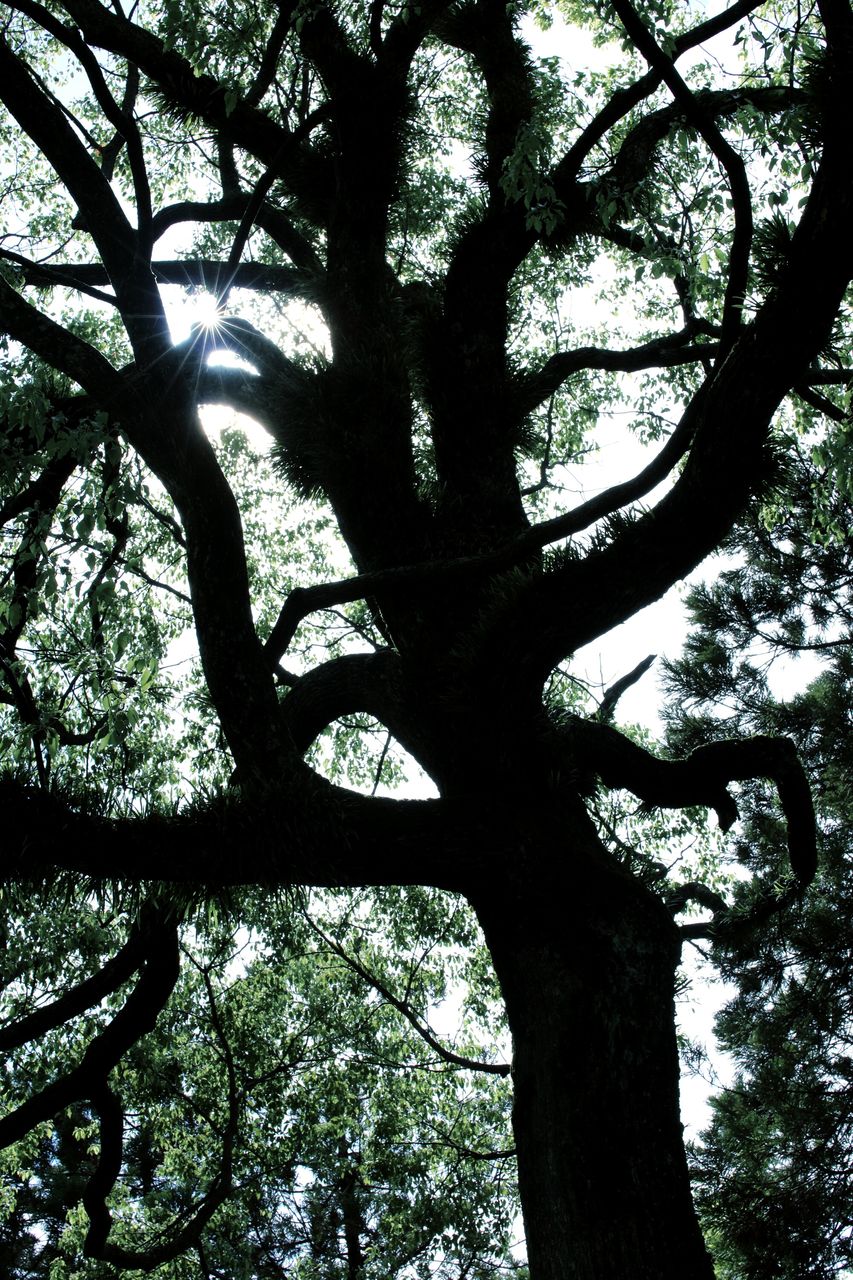 LOW ANGLE VIEW OF BARE TREES AGAINST SKY