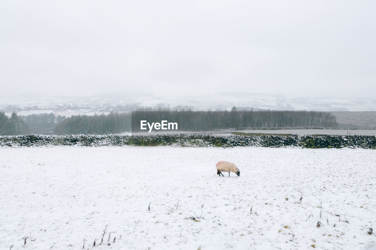 DOG ON SNOWY FIELD DURING WINTER