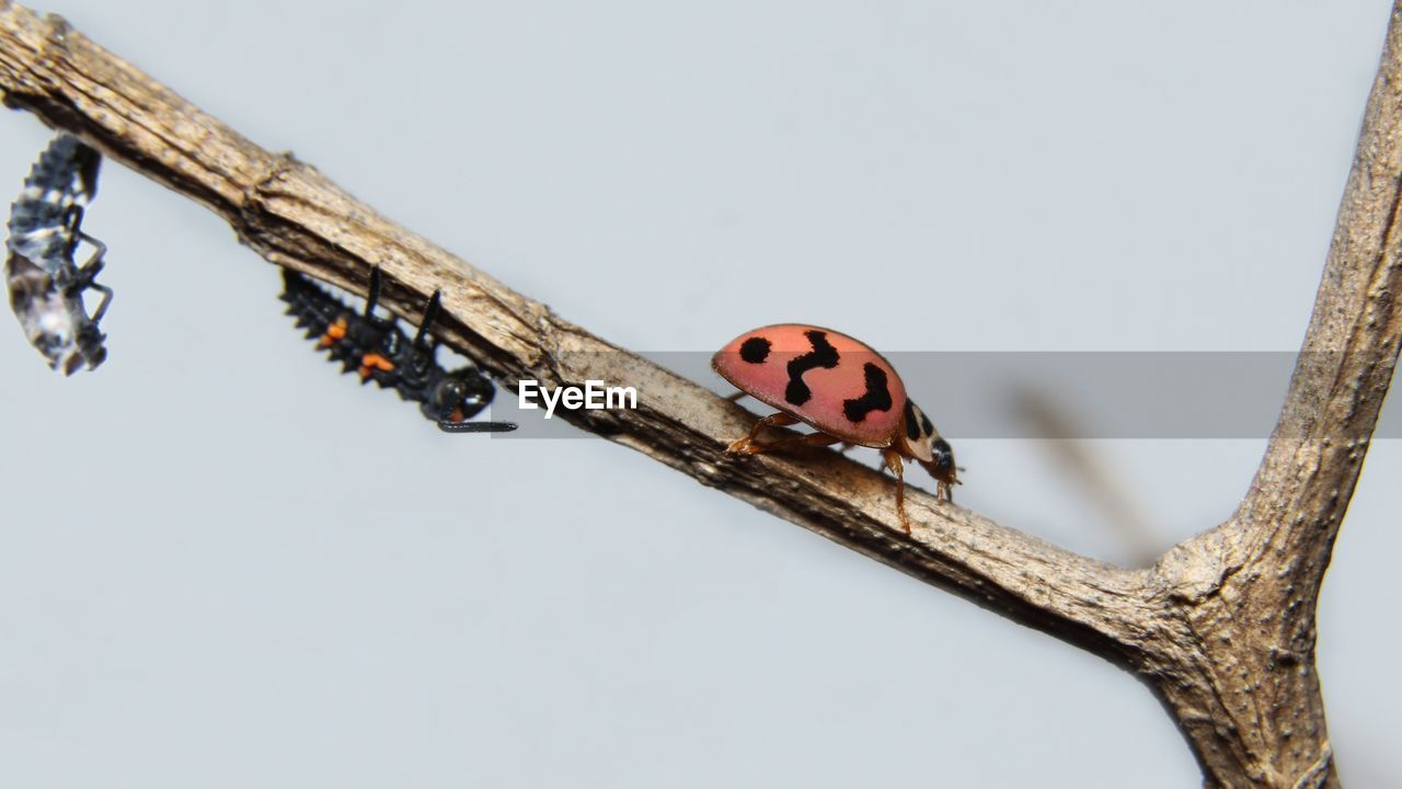 Close-up of ladybug life against a blurred background