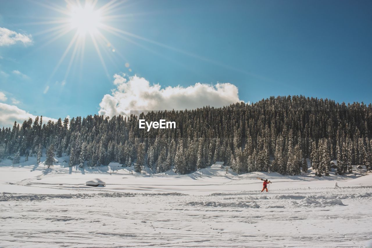 Trees on snow covered land against sky during sunny day
