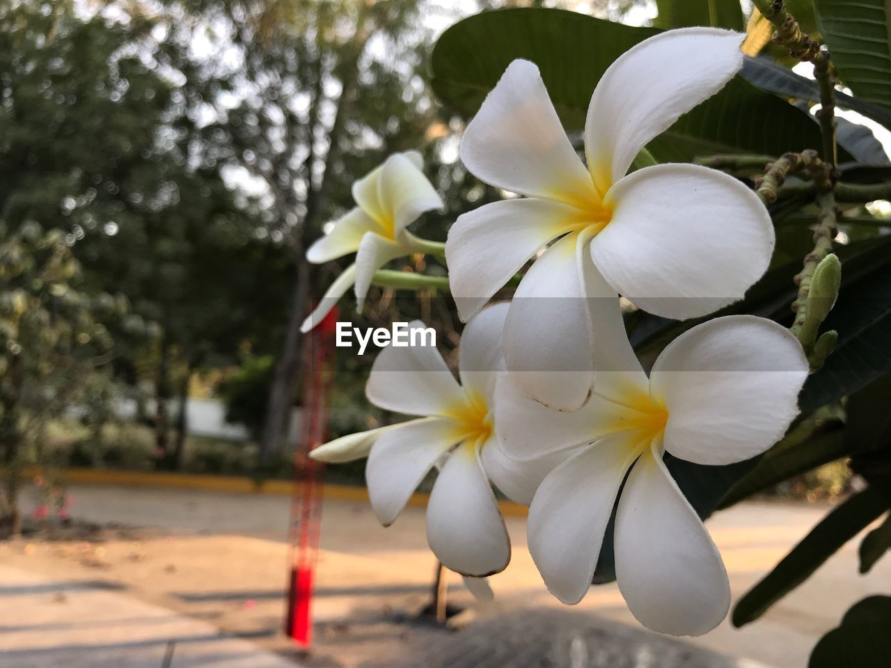 CLOSE-UP OF FRANGIPANI FLOWERS BLOOMING OUTDOORS