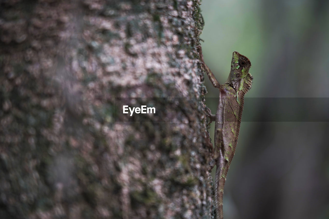 Close-up of lizard on tree trunk