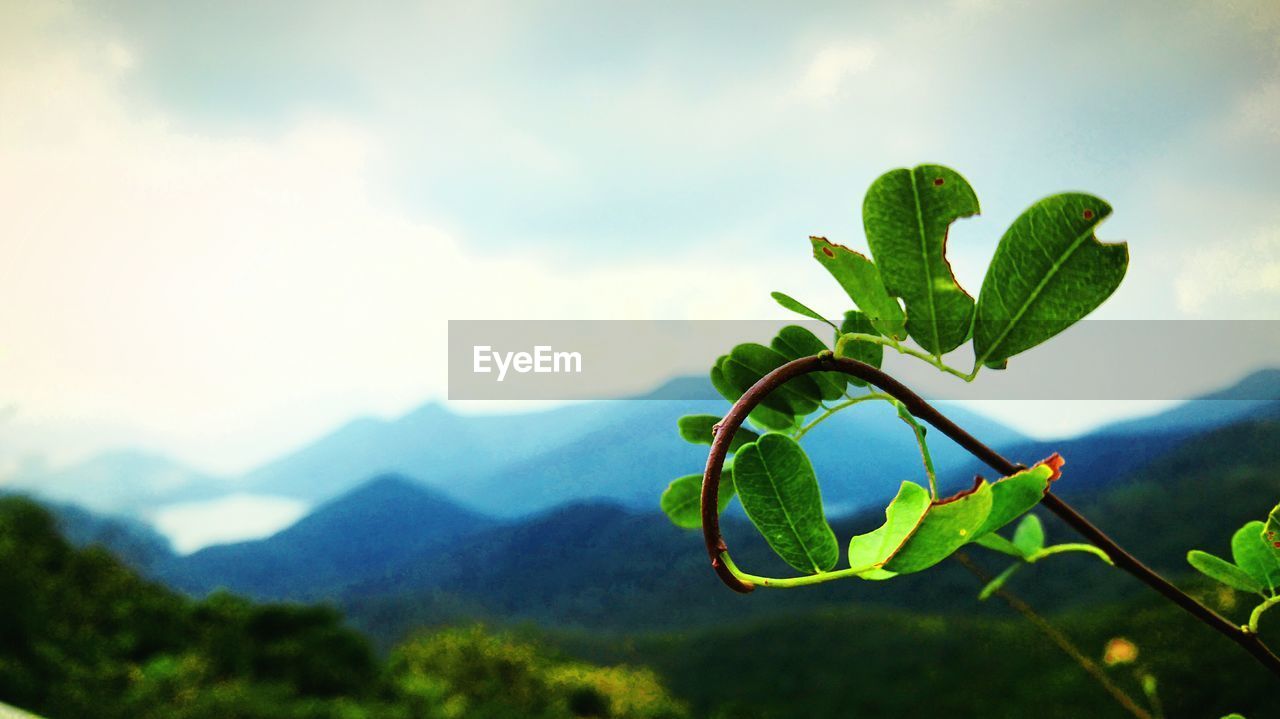 CLOSE-UP OF PLANT AGAINST SKY