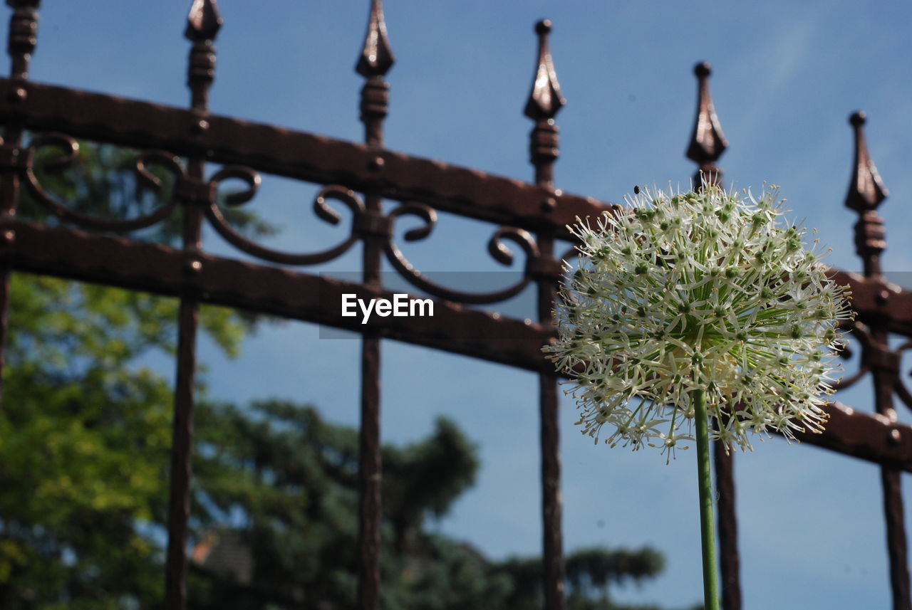 CLOSE-UP OF PLANTS AGAINST SKY