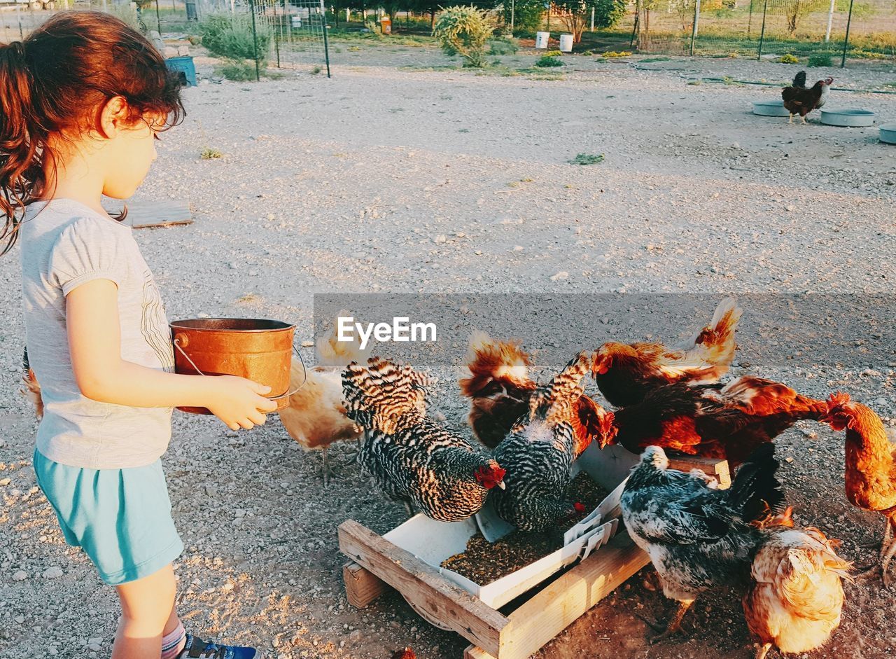 Low angle view of gitl feeding chickens