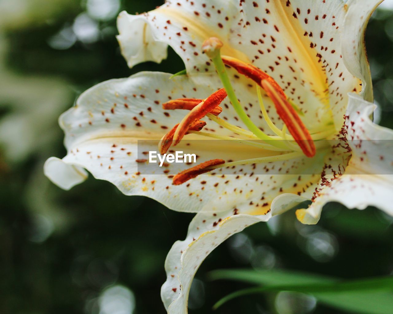 Close-up of white flowering plant