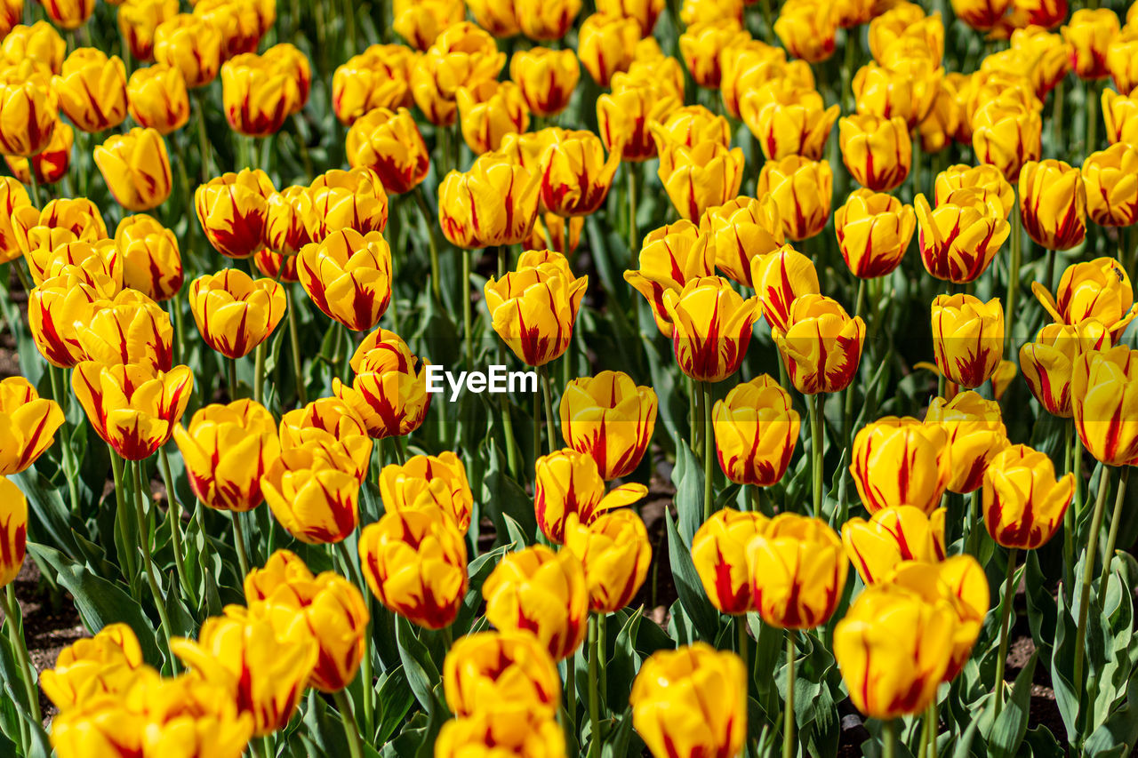 Close-up of yellow tulips