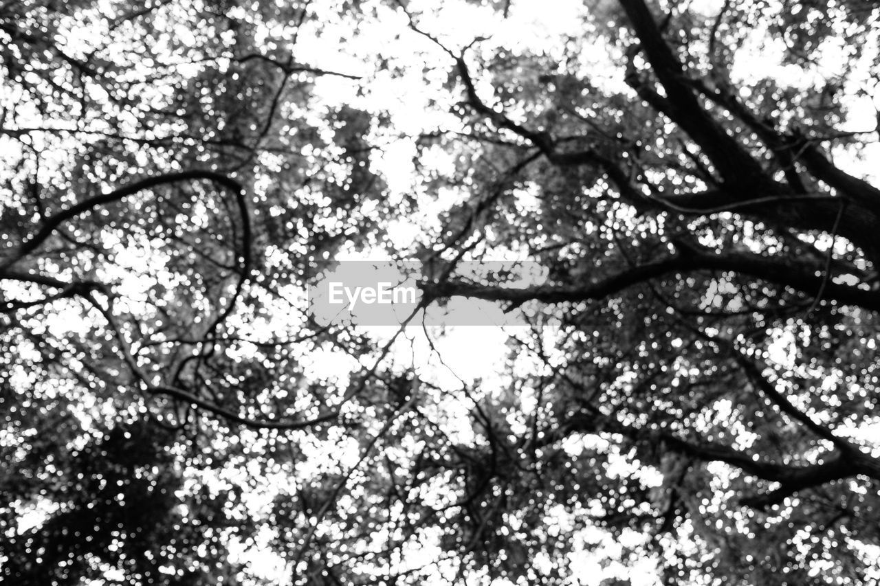 LOW ANGLE VIEW OF FLOWERING PLANT AGAINST SKY