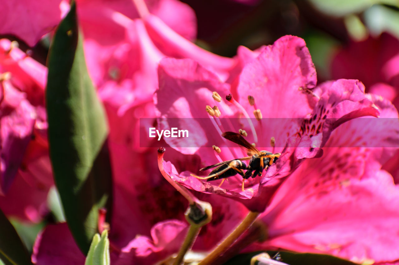 CLOSE-UP OF PINK FLOWER ON PLANTS