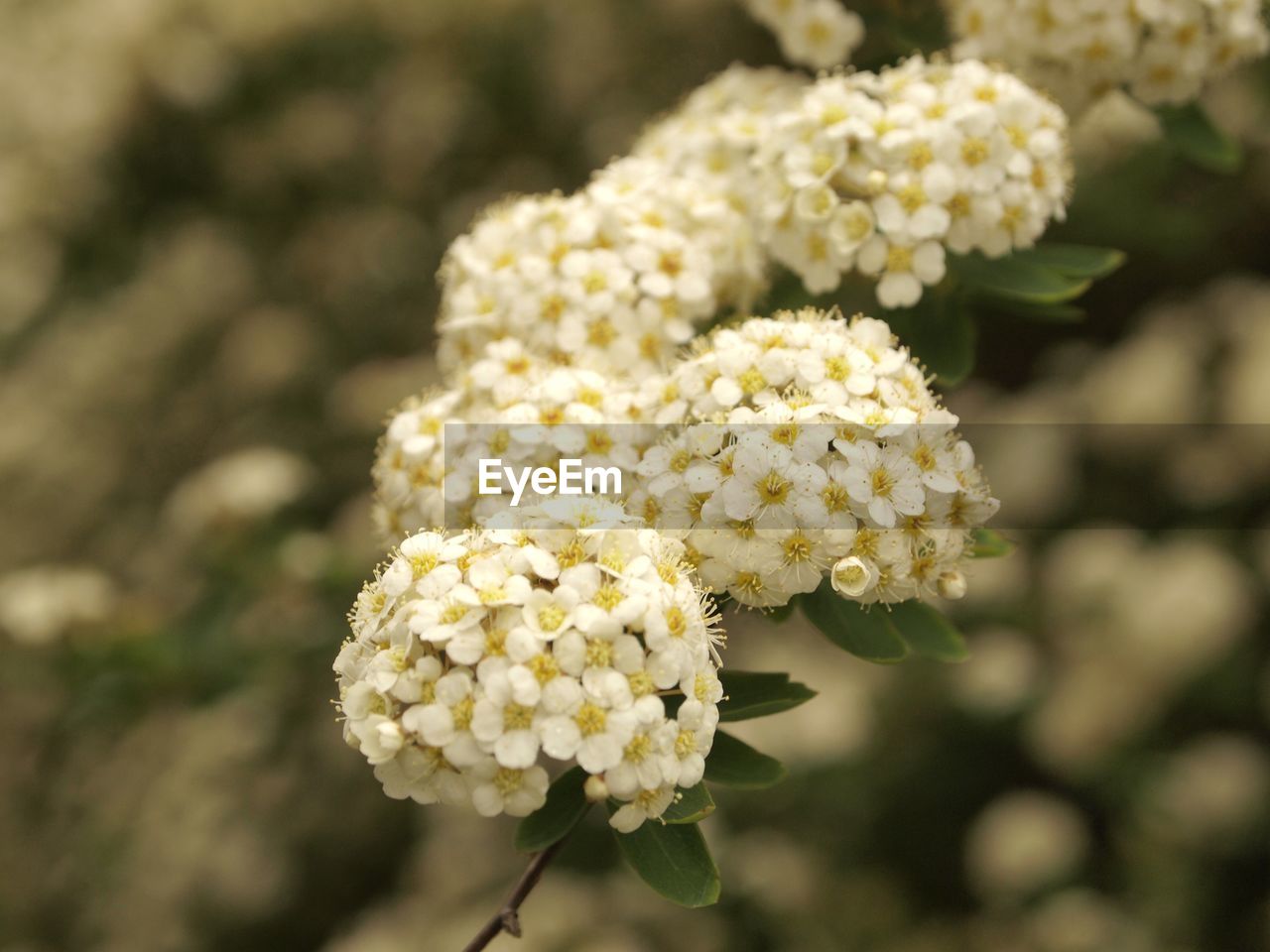 Close-up of white flowering plant