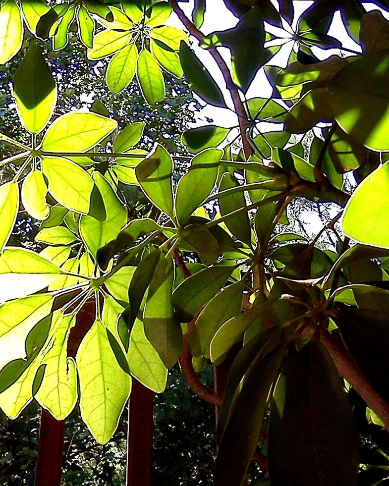 LOW ANGLE VIEW OF TREES