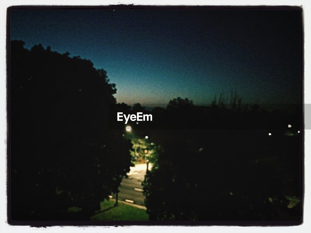 VIEW OF TREES AT NIGHT