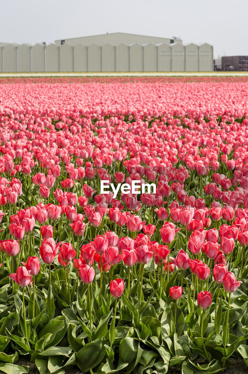 CLOSE-UP OF PINK TULIPS IN BLOOM