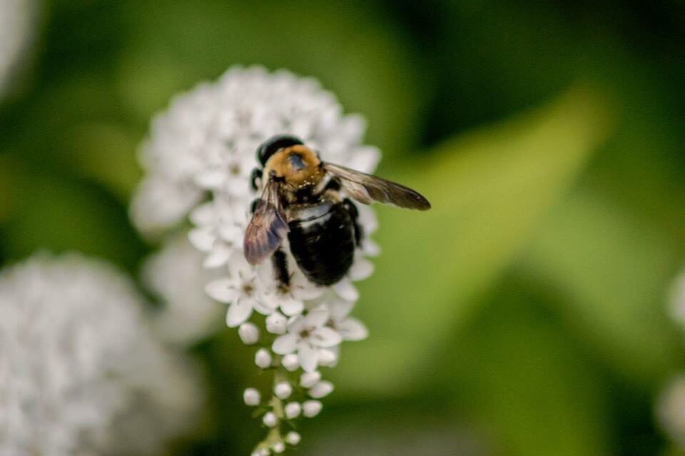 CLOSE-UP OF HONEY BEE POLLINATING ON WHITE FLOWER