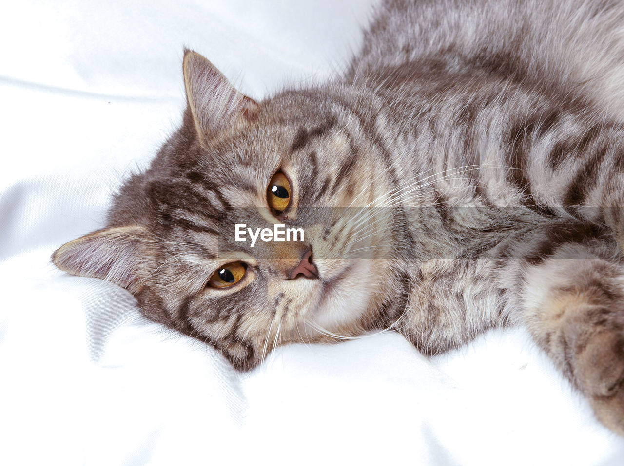 CLOSE-UP PORTRAIT OF CAT LYING ON BED