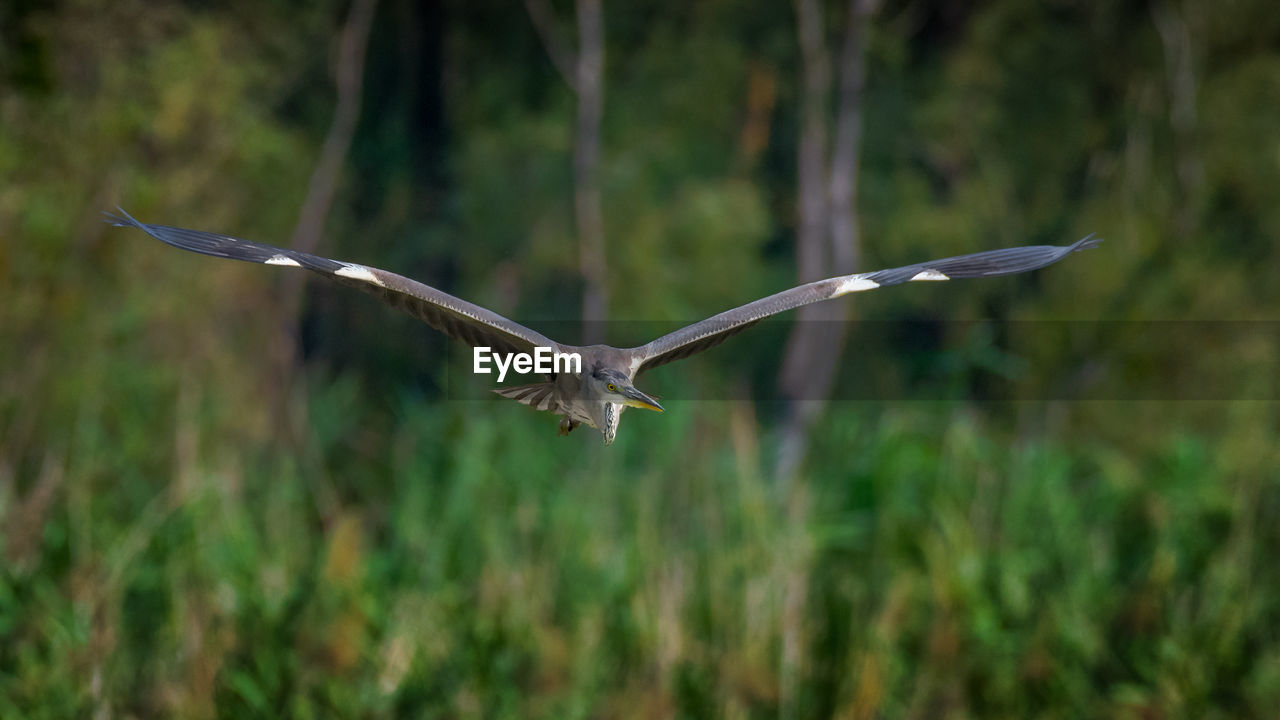 CLOSE-UP OF BIRD FLYING OVER PLANTS