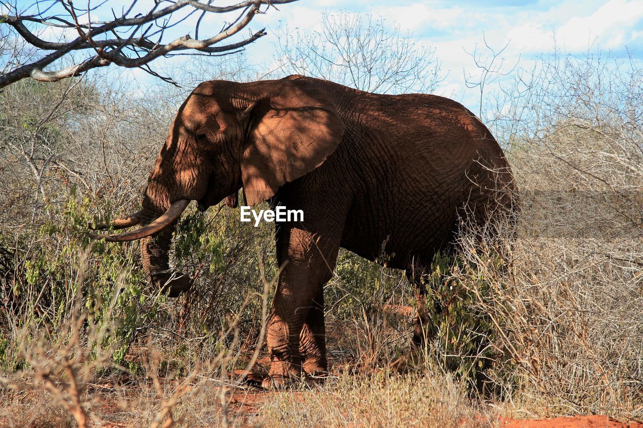 Elephant on grass against sky