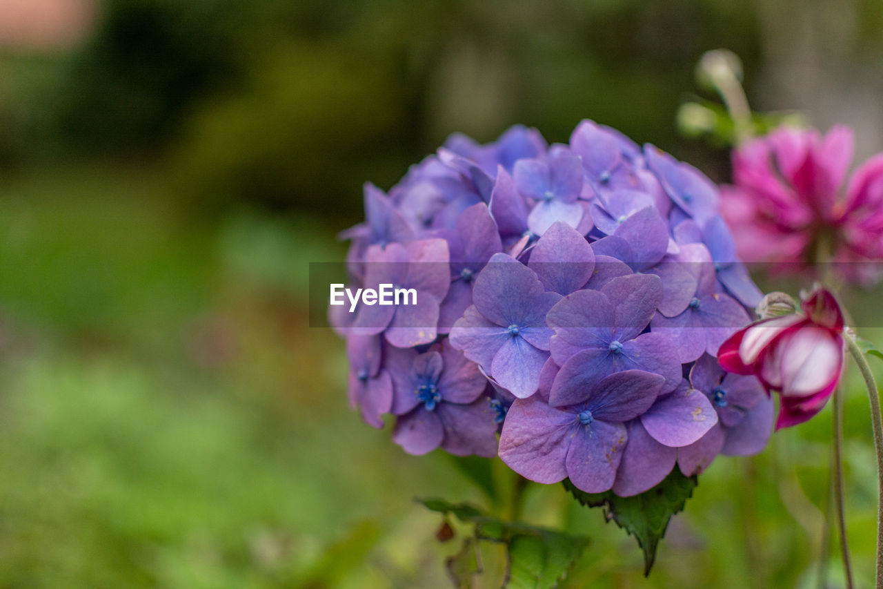 Close-up of purple hydrangea flowers